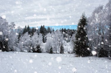 Ağaçlar ve dağlarda kar yağışı ağır kar kaplı