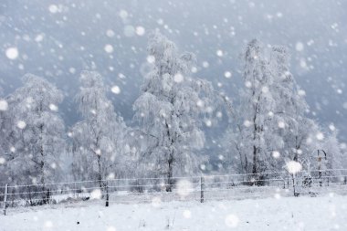 Ağaçlar ve dağlarda kar yağışı ağır kar kaplı