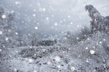 Ağaçlar ve dağlarda kar yağışı ağır kar kaplı