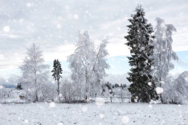 Ağaçlar ve dağlarda kar yağışı ağır kar kaplı