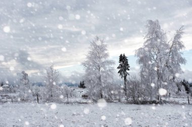 Ağaçlar ve dağlarda kar yağışı ağır kar kaplı