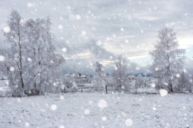 Ağaçlar ve dağlarda kar yağışı ağır kar kaplı