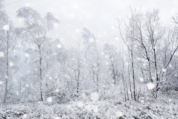 Neve coberto de árvores e nevadas pesadas nas montanhas — Fotografia de Stock
