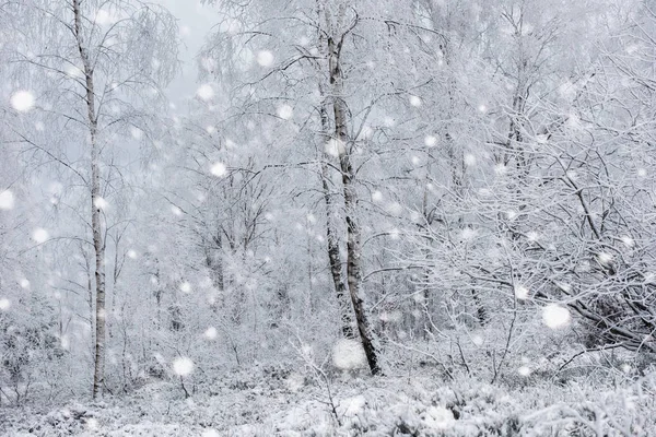 Ağaçlar ve dağlarda kar yağışı ağır kar kaplı — Stok fotoğraf