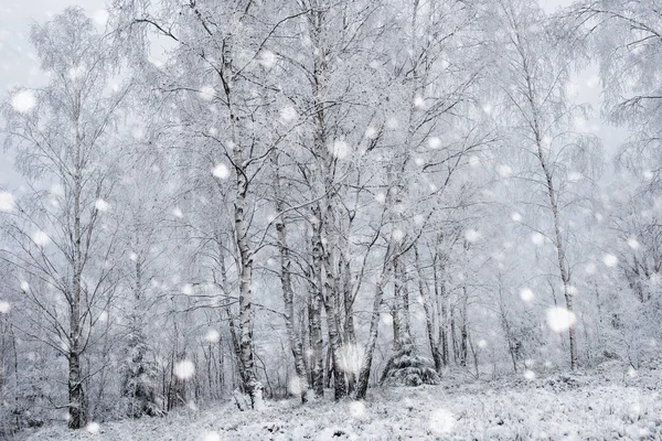 雪が木と重い山は雪に覆われました。 — ストック写真