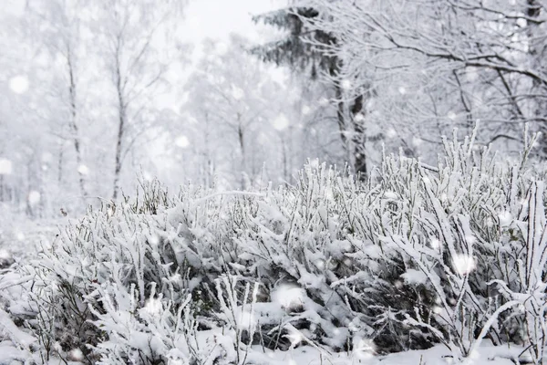 Schnee bedeckte Bäume und starker Schneefall in den Bergen — Stockfoto