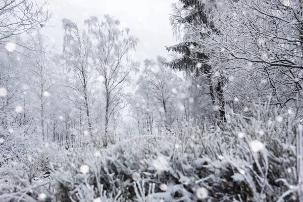 Ağaçlar ve dağlarda kar yağışı ağır kar kaplı