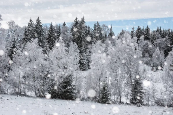 Ağaçlar ve dağlarda kar yağışı ağır kar kaplı — Stok fotoğraf