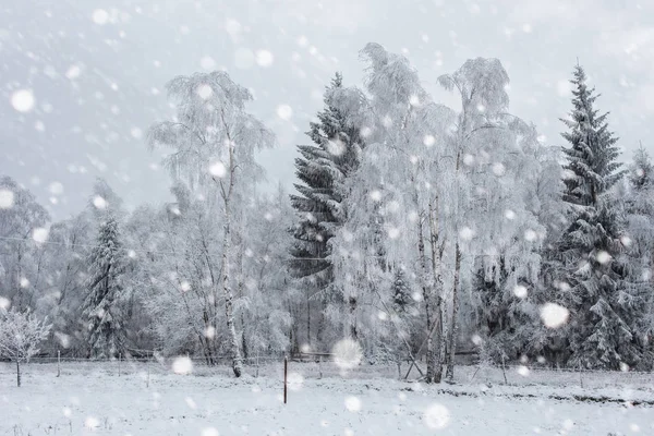 Snötäckta träd och tunga snöat i bergen — Stockfoto