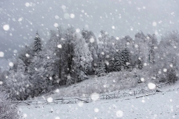 Ağaçlar ve dağlarda kar yağışı ağır kar kaplı — Stok fotoğraf