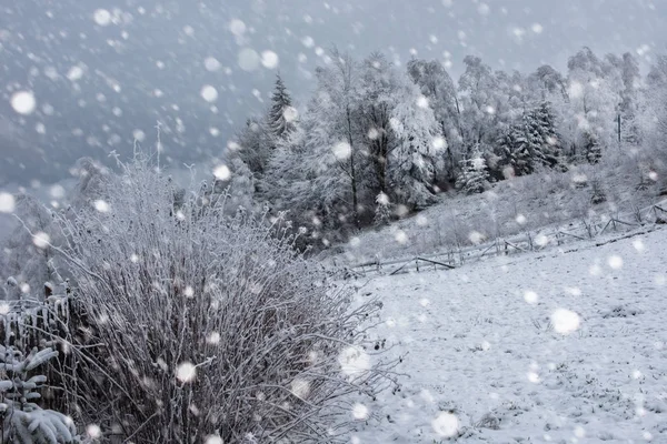 Neve coberto de árvores e nevadas pesadas nas montanhas — Fotografia de Stock