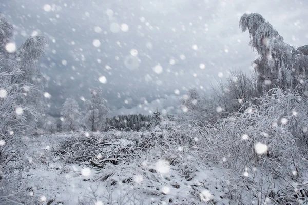 Schnee bedeckte Bäume und starker Schneefall in den Bergen — Stockfoto