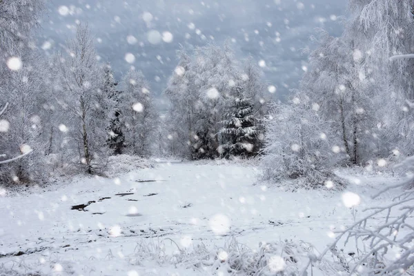 Snow covered trees and heavy snowing in the mountains — Stock Photo, Image