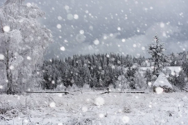 Árboles cubiertos de nieve y nieve pesada en las montañas — Foto de Stock