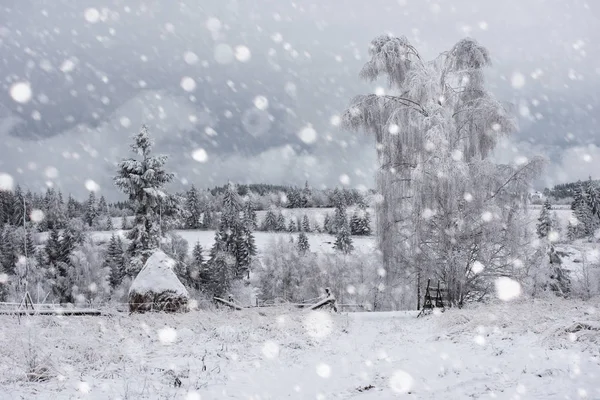 Arbres enneigés et neige abondante dans les montagnes — Photo