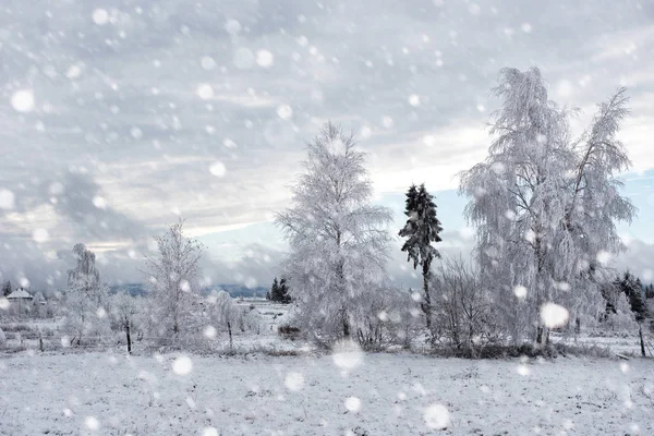 Ağaçlar ve dağlarda kar yağışı ağır kar kaplı