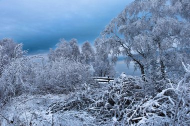 Hoarfrost ve kar huş ağaçları. Kış Harikalar Diyarı