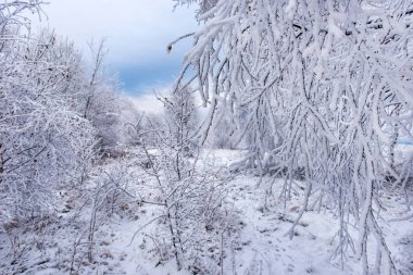 Hoarfrost ve kar huş ağaçları. Kış Harikalar Diyarı