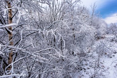 Hoarfrost ve kar huş ağaçları. Kış Harikalar Diyarı