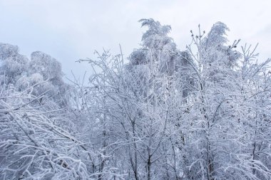 Hoarfrost kırağı ve huş ağacı dalları üzerinde kar