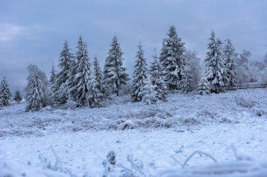 Karla kaplı ağaçlarla kaplı güzel kış manzarası