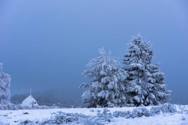 Noel köknar ağacı hoarfrost ve kar ile kaplı