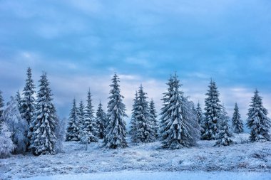 Karla kaplı ağaçlarla kaplı güzel kış manzarası