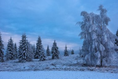 Karla kaplı ağaçlarla kaplı güzel kış manzarası