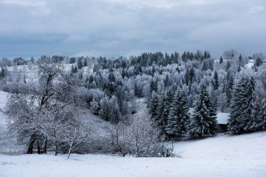 Dağlarda kar ve karla kaplı ağaçlar