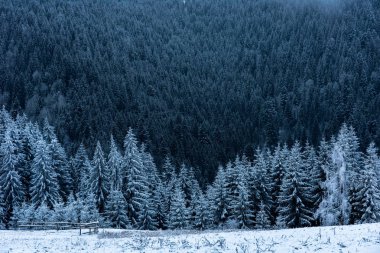 Kış manzara karlı köknar ağaçları ve orman. Noel 