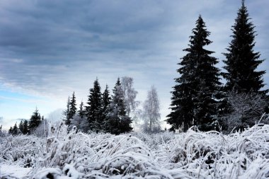 Karla kaplı ağaçlarla kaplı güzel kış manzarası