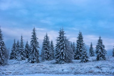 Karla kaplı ağaçlarla kaplı güzel kış manzarası