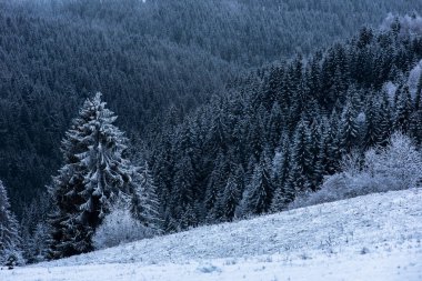 Kış manzara karlı köknar ağaçları ve orman. Noel 