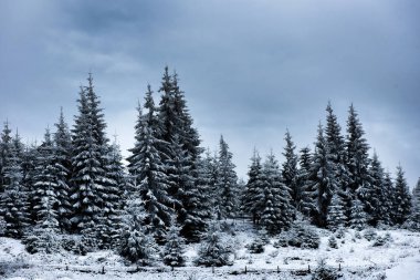 Karla kaplı ağaçlarla kaplı güzel kış manzarası