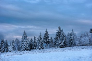 Dağlarda kar ve karla kaplı ağaçlar