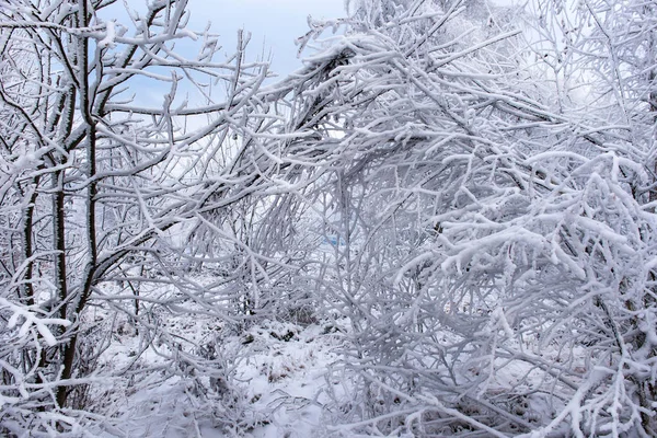 Hoarfrost e neve sulle betulle. Paese delle meraviglie invernali — Foto Stock