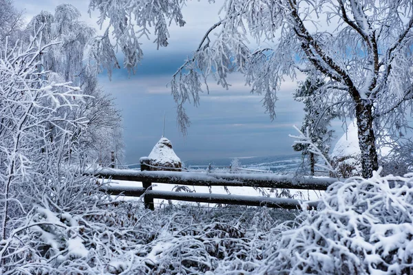 Szron i śnieg na brzozy. Winter wonderland — Zdjęcie stockowe