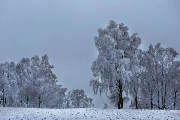 Hoarfrost e neve em bétulas. País das maravilhas do inverno — Fotografia de Stock