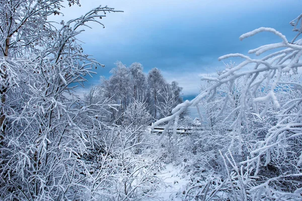 Szron i śnieg na brzozy. Winter wonderland — Zdjęcie stockowe