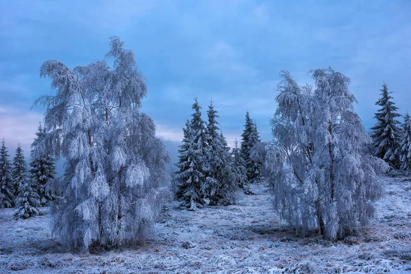 Rime hoarfrost e neve em ramos de bétula — Fotografia de Stock