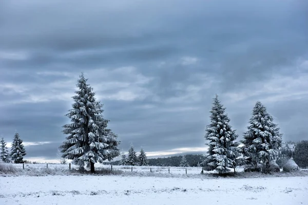 Stromy pokryté chrastí a sněhem v horách — Stock fotografie