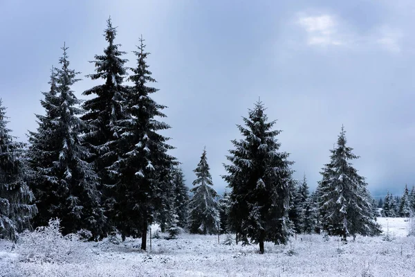 Weihnachten Hintergrund mit schneebedeckten Tannen — Stockfoto