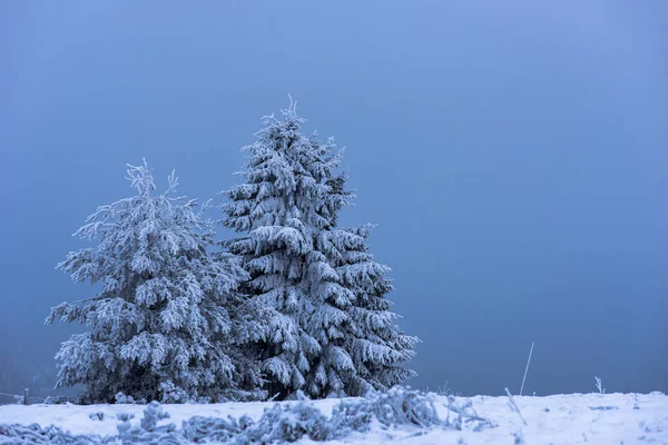 Tanne mit Raureif und Schnee bedeckt — Stockfoto