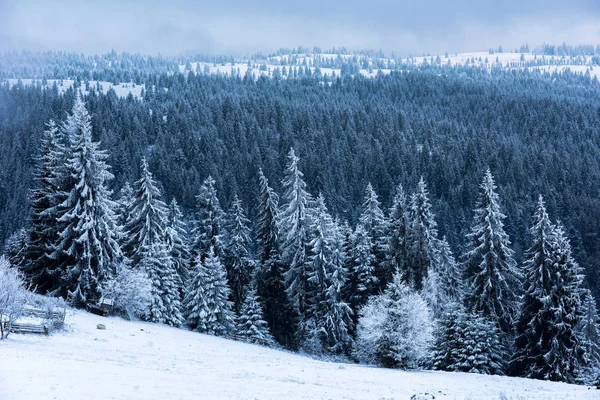 Zimowy krajobraz z ośnieżonych drzew i lasu. Boże Narodzenie — Zdjęcie stockowe