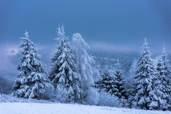 Bela paisagem de inverno com árvores cobertas de neve — Fotografia de Stock