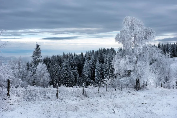 Hermoso paisaje de invierno con árboles cubiertos de nieve — Foto de Stock