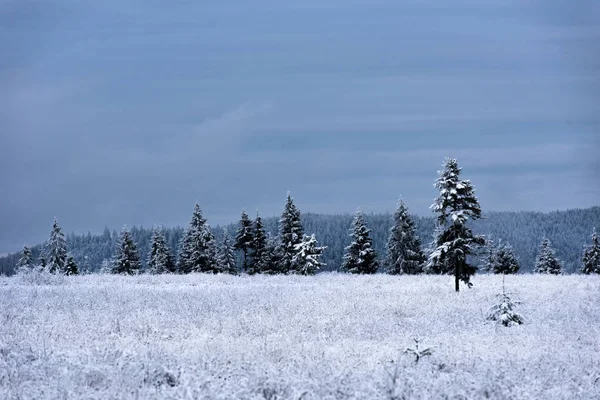 산 속의 서리와 눈으로 뒤덮인 나무들 — 스톡 사진