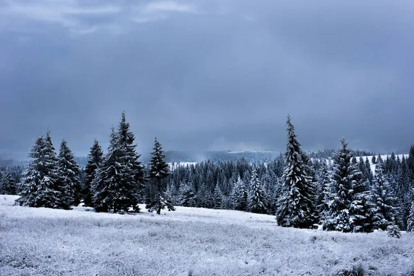 Bomen bedekt met ijzel en sneeuw in de bergen — Stockfoto