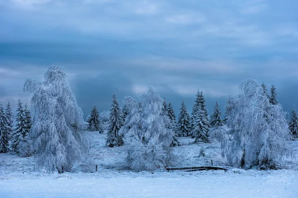 Bela paisagem de inverno com árvores cobertas de neve — Fotografia de Stock