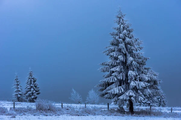 Árvore de abeto de Natal coberta de geada e neve — Fotografia de Stock